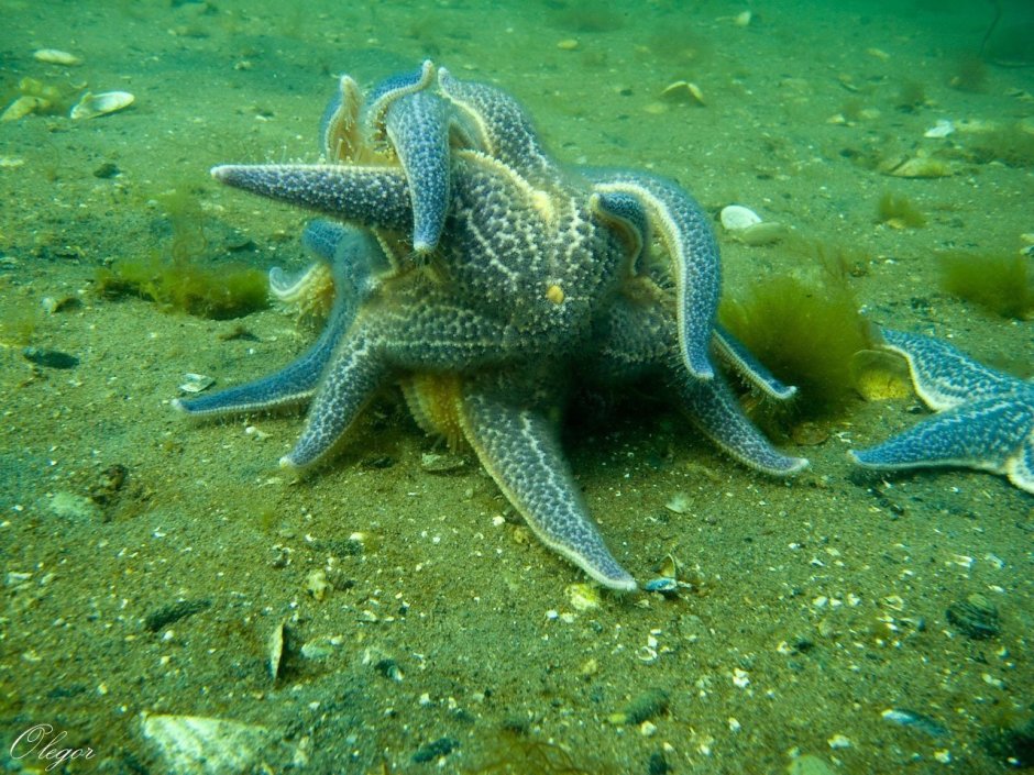 Морские обитатели Охотского моря