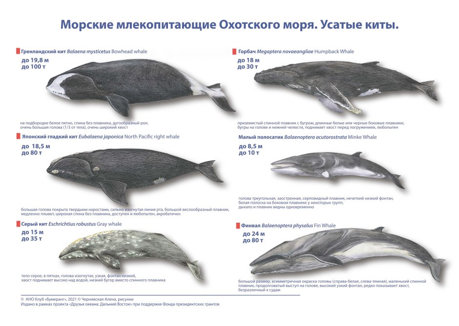 Виды морских млекопитающих