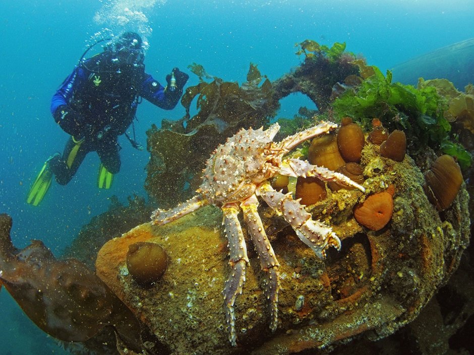Камчатский краб в белом море