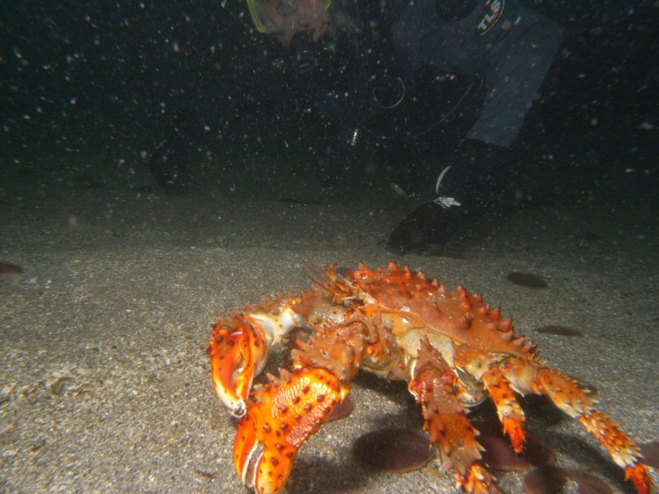 Морские обитатели Охотского моря