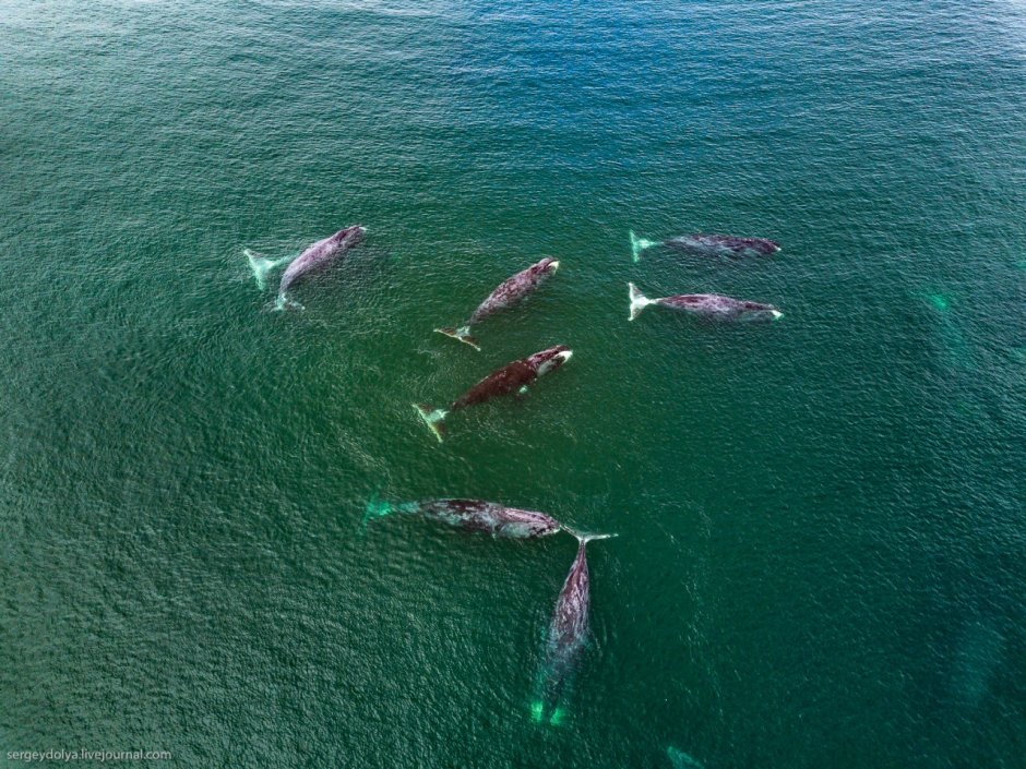 Шантарские острова Охотское море