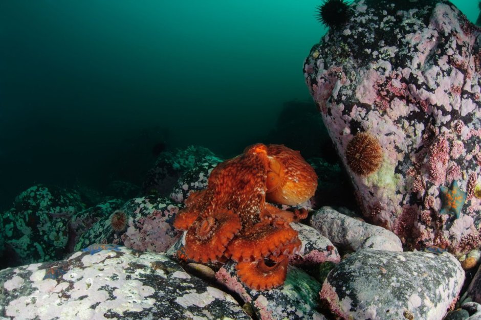Фауна японского моря