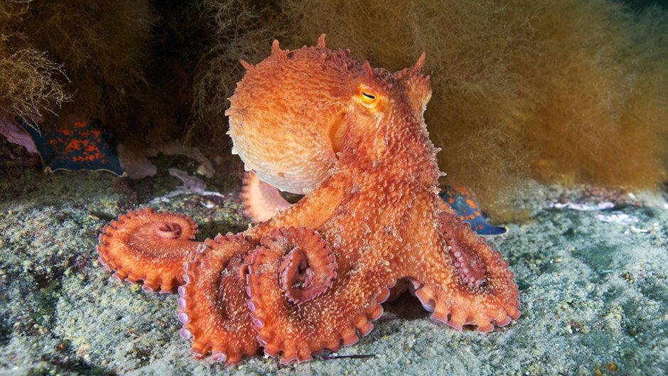 Гигантский осьминог японского моря