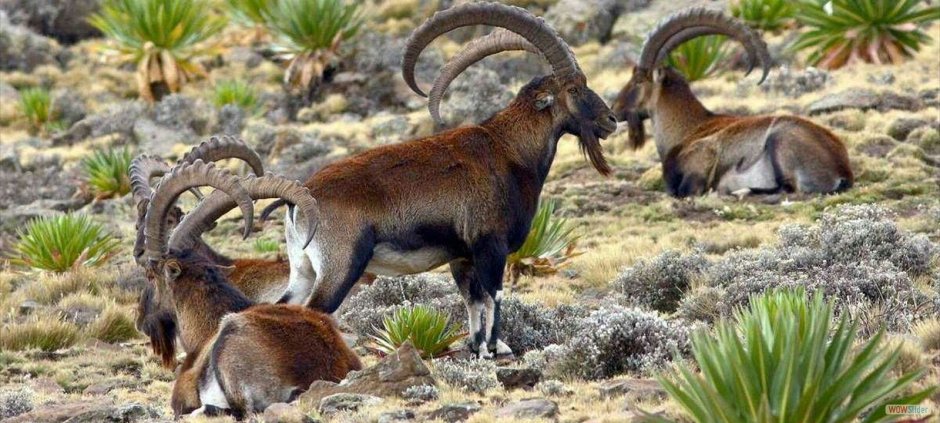 Walia Ibex