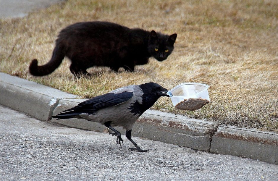Вороны воруют