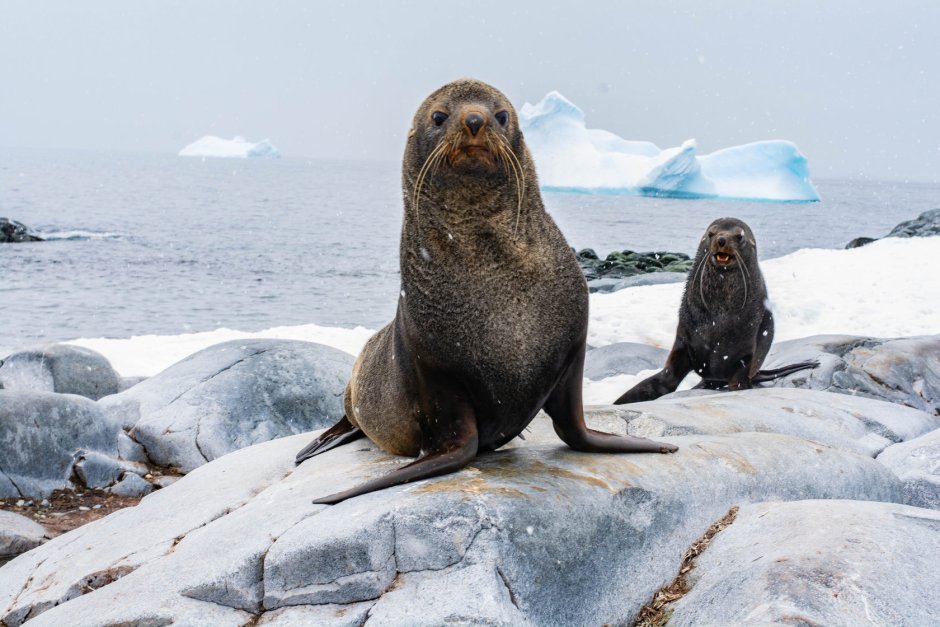 Weddell Seal