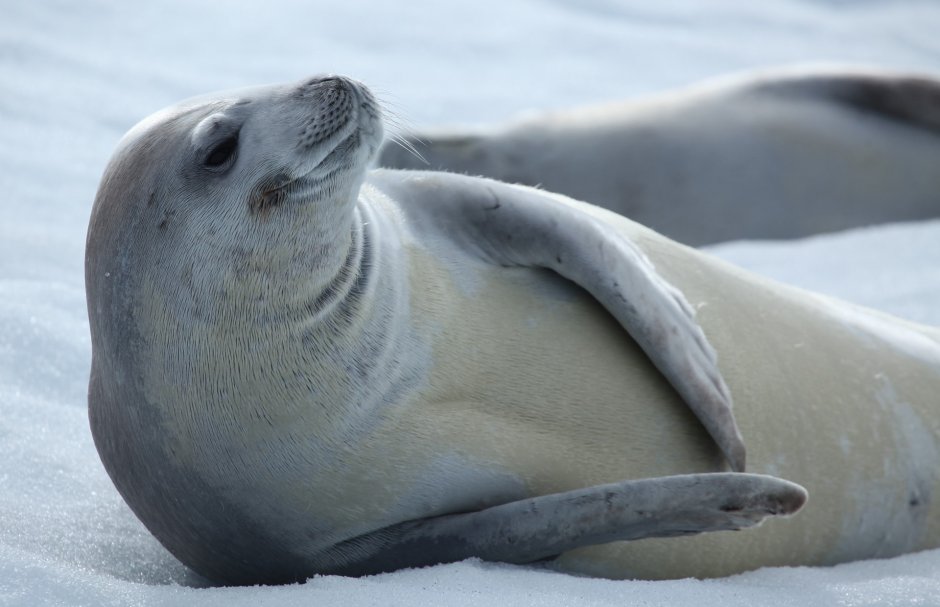 Антарктида Seals