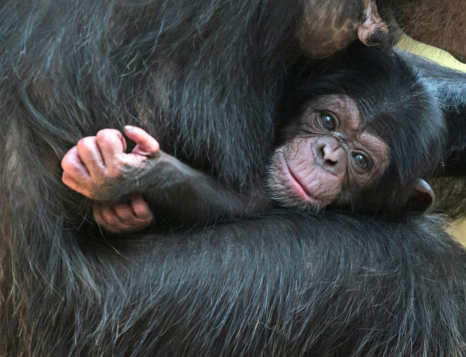 Nat geo Wild обезьяны