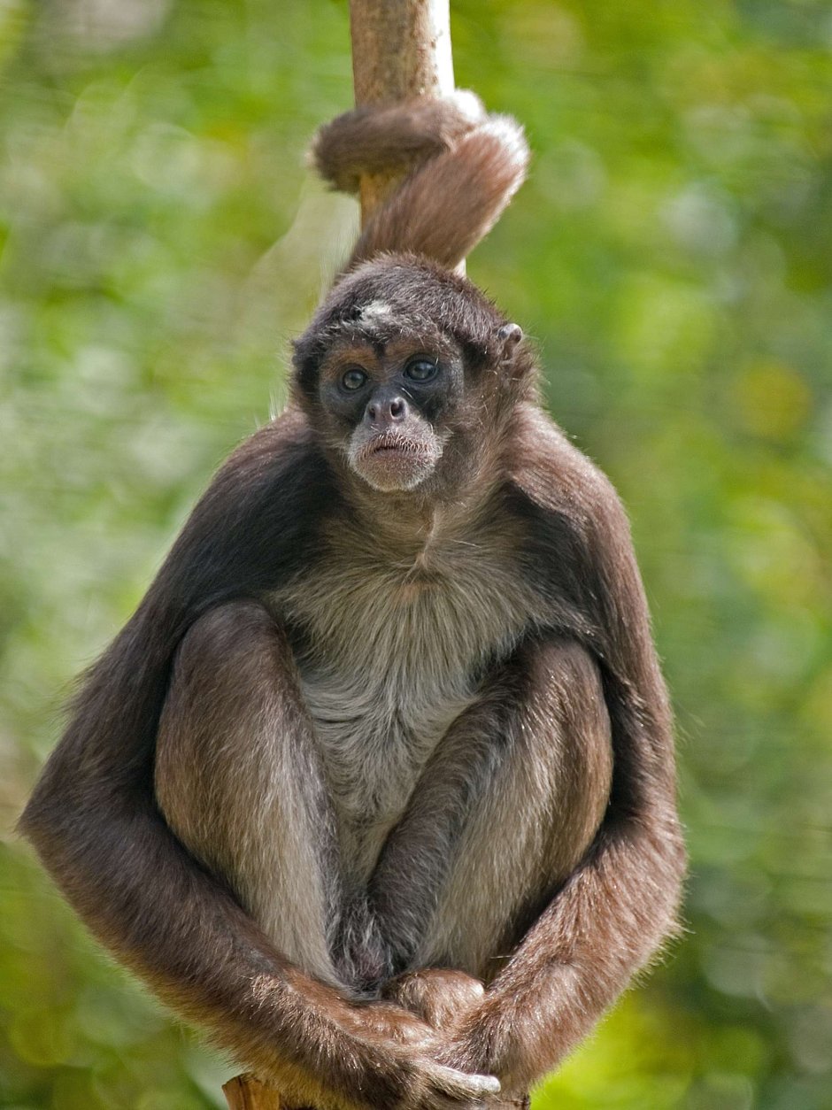 Spider Monkey обезьяна