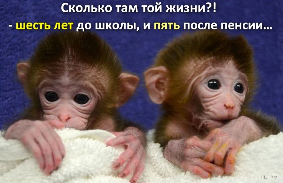 Обезьяна с малышом