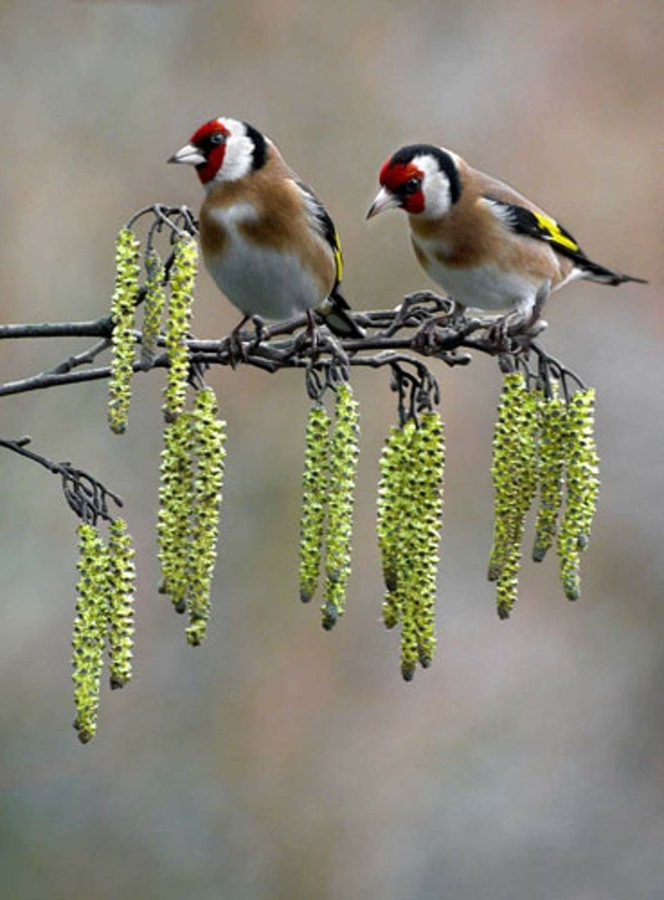 European Goldfinch