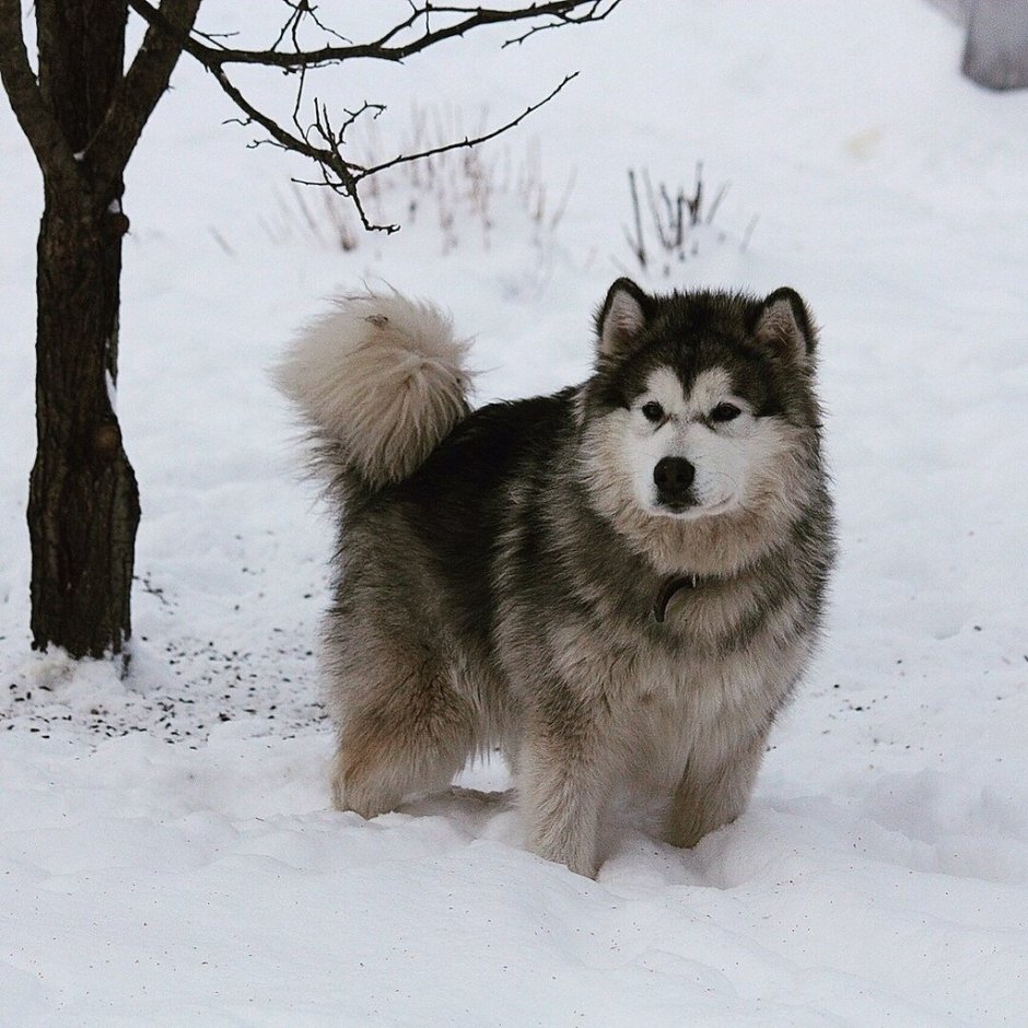 Аляскинский маламут серый