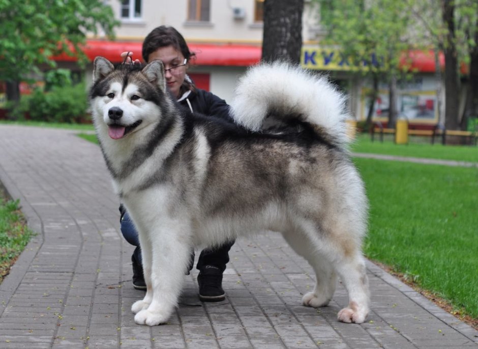 Аляскинский маламут черный