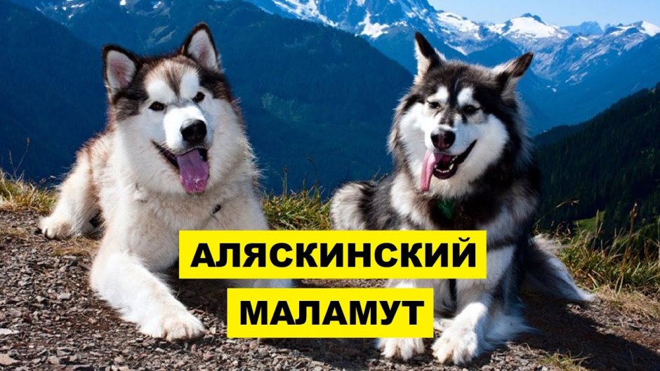 Аляскинский маламут