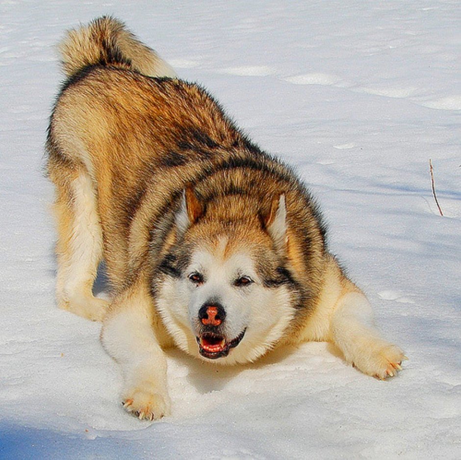 Маламут тибетский