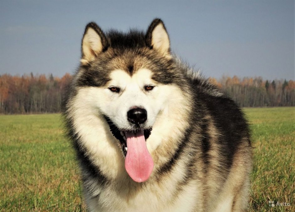 Лайка Аляскинский маламут