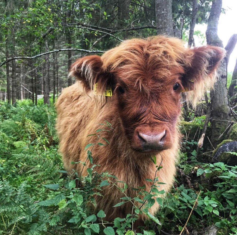 Строуберри Cow