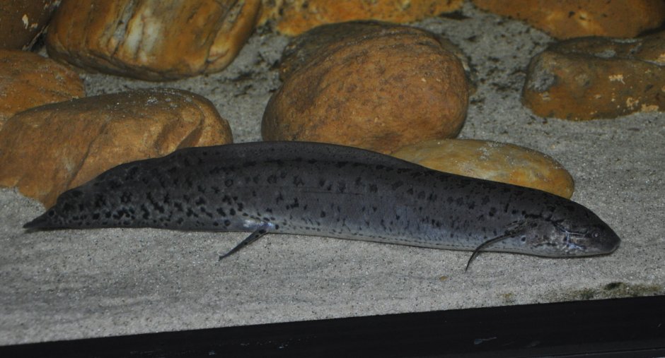 Protopterus annectens
