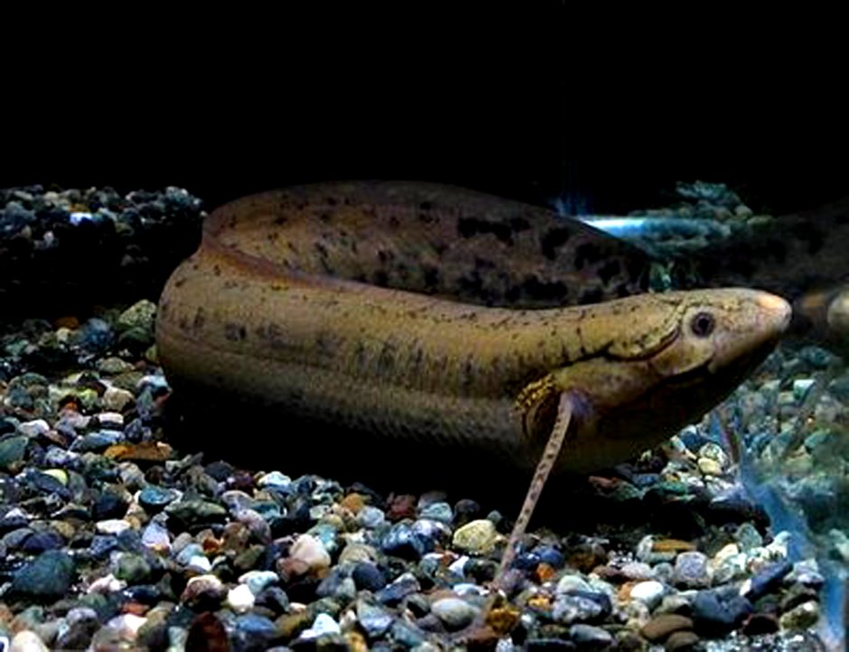 Бурый протоптер (Protopterus annectens)