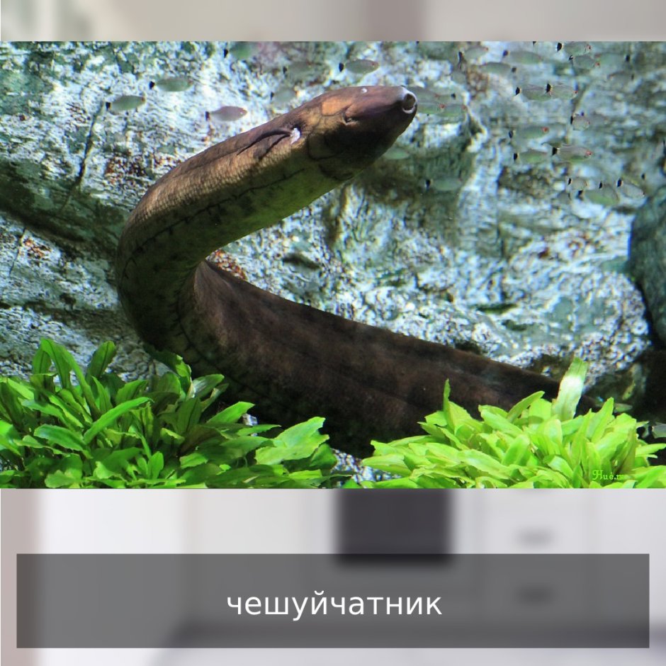 Lepidosiren paradoxa чешуйчатник американский