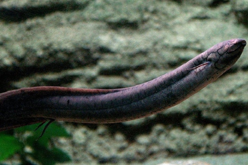 Lepidosiren paradoxa чешуйчатник американский