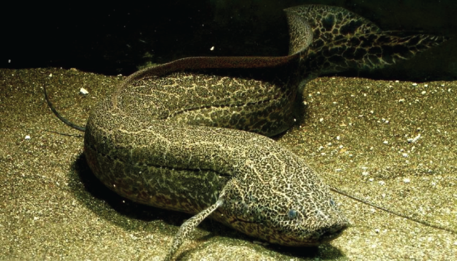 Protopterus annectens