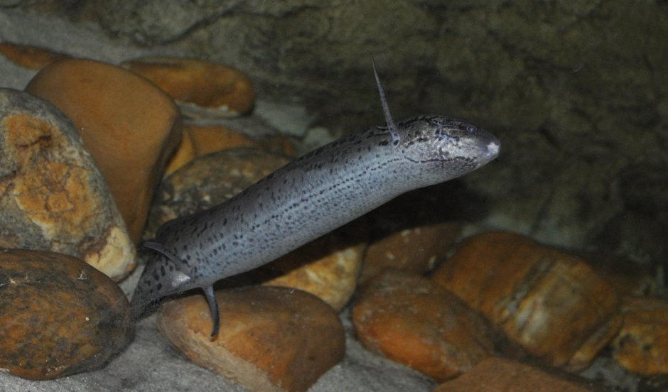 Бурый протоптер (Protopterus annectens)
