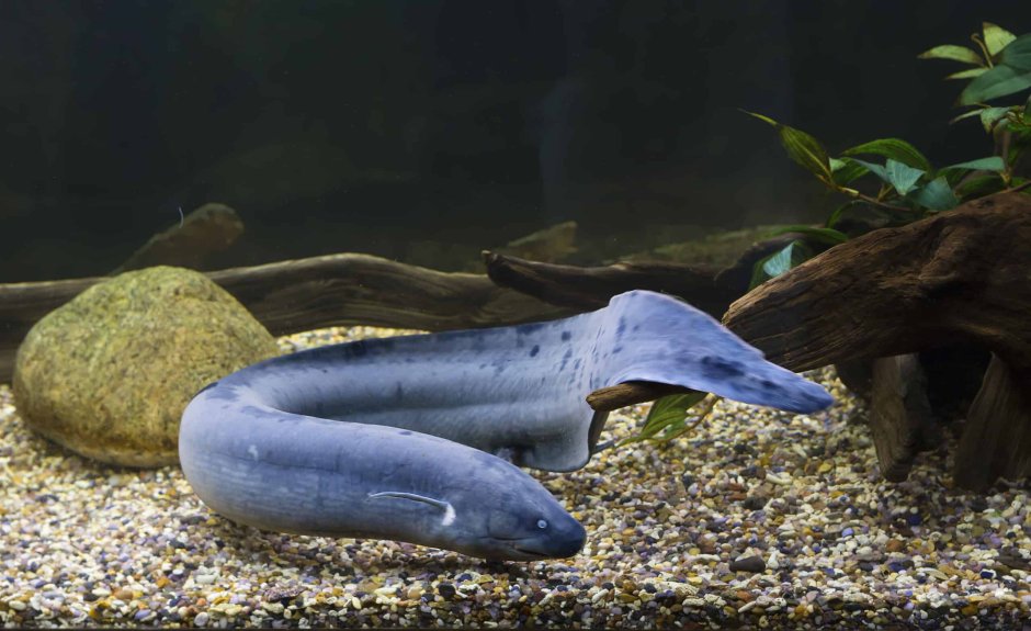 Protopterus annectens (протоптер бурый Африканский)