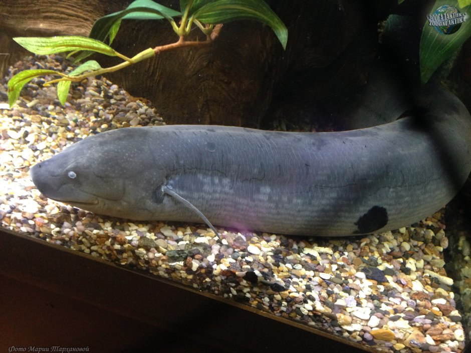 Protopterus aethiopicus