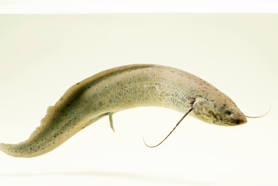 Protopterus dolloi