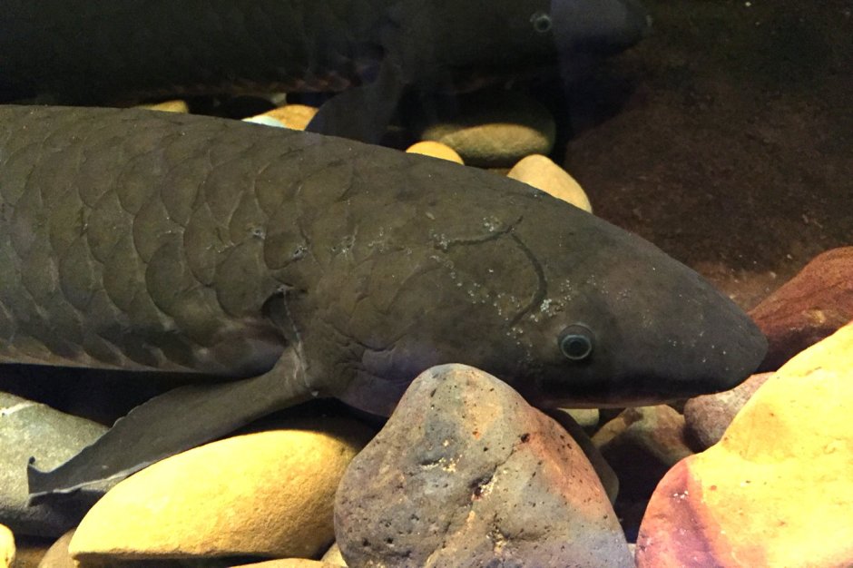 Электрический угорь (Electrophorus electricus)
