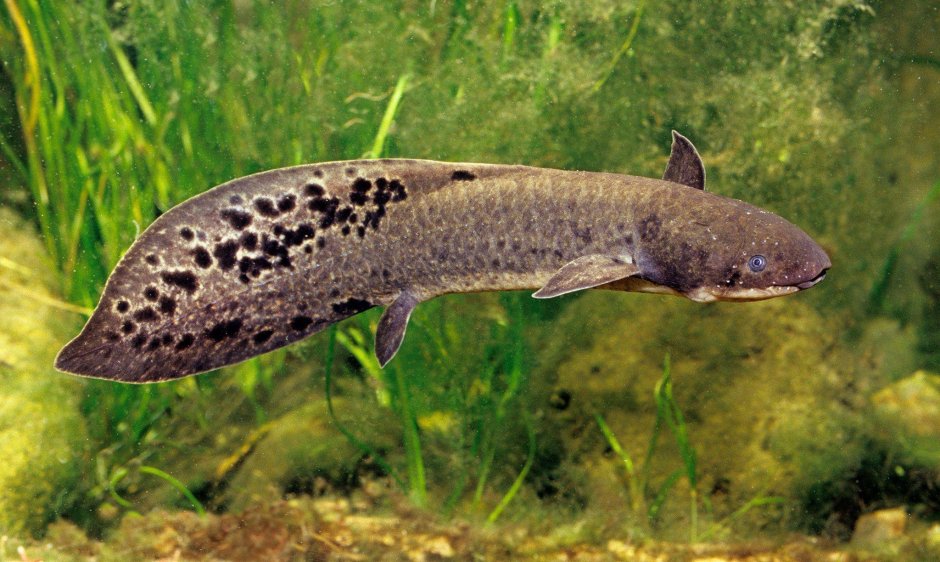 Protopterus dolloi