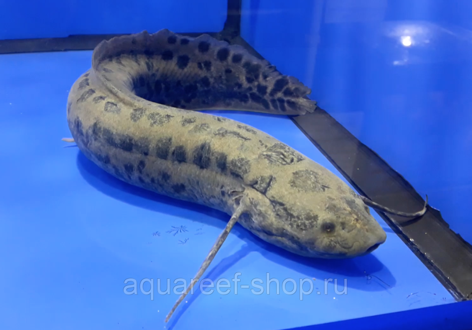 Lepidosiren paradoxa чешуйчатник