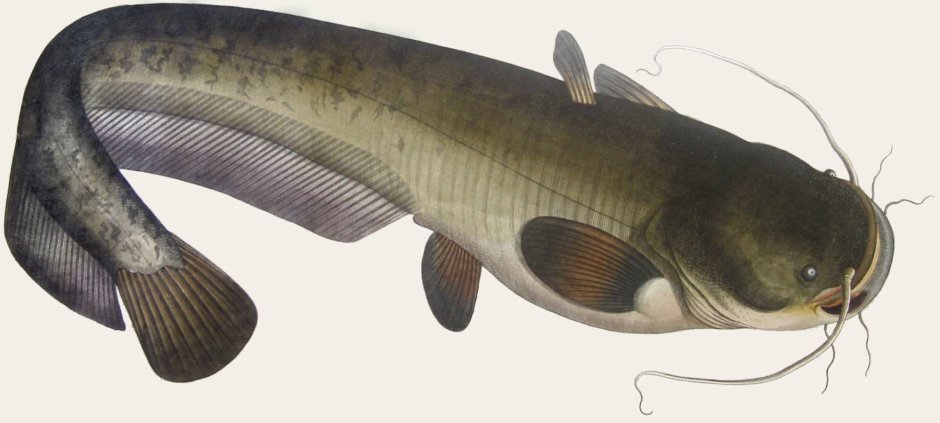 Сом обыкновенный Silurus GLANIS