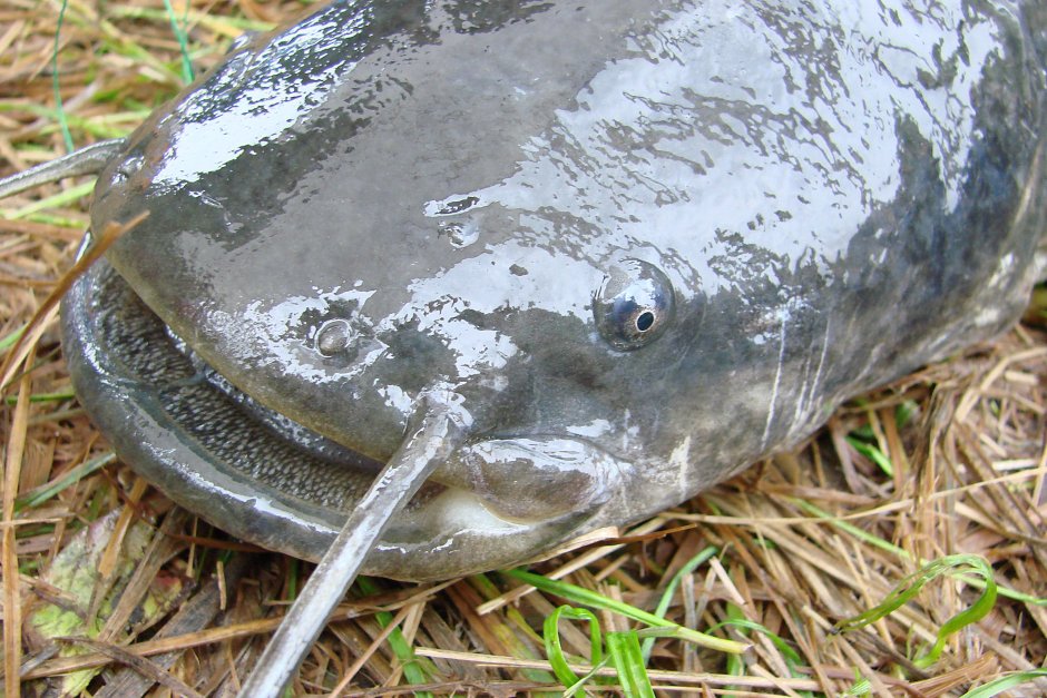 Обыкнове́нный сом Silurus GLANIS)