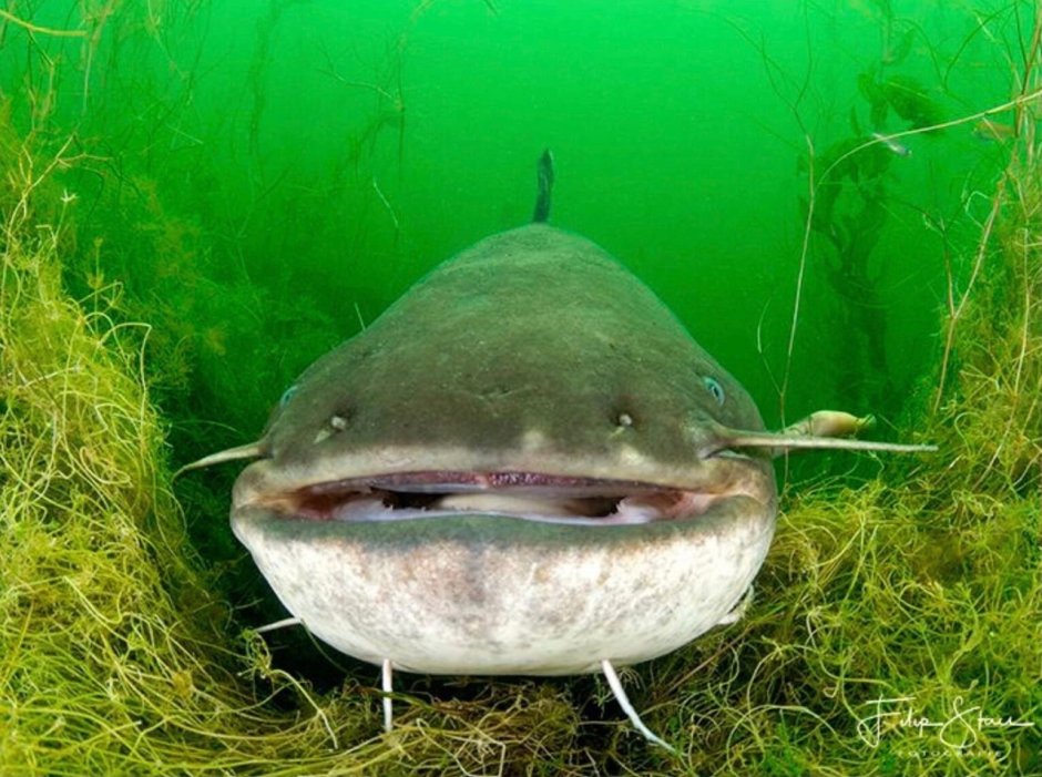 Обыкнове́нный сом Silurus GLANIS)