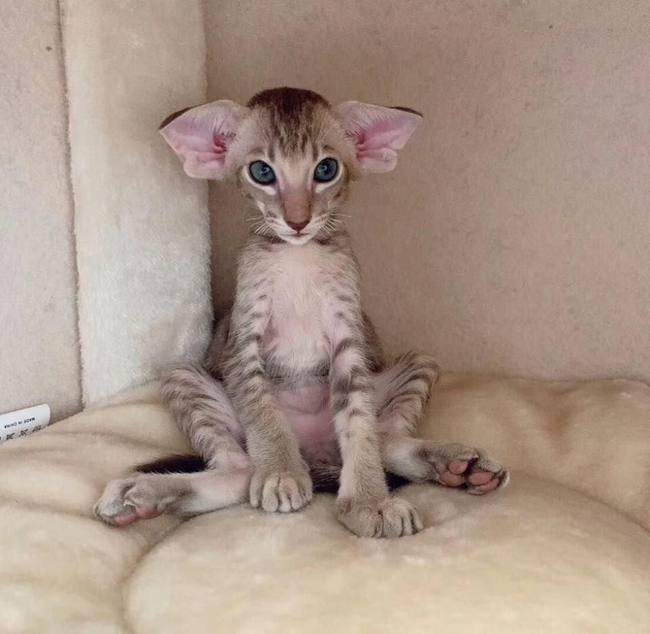 Кот Добби черный