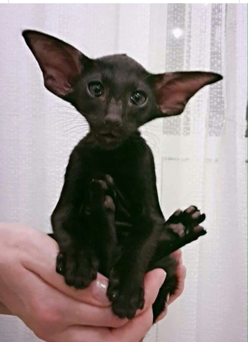Кот Добби