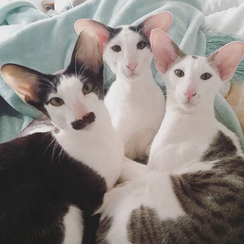 Кот Ориентал белый