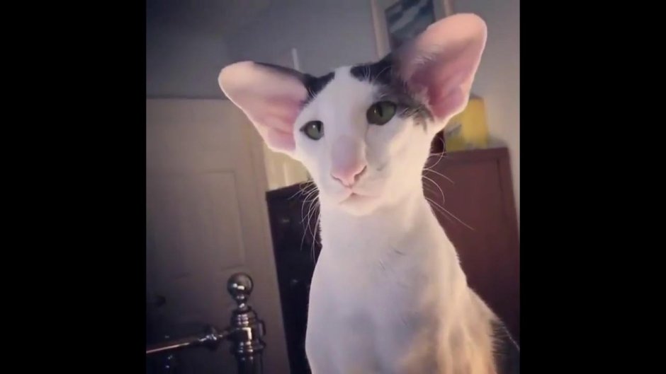 Кот грузин