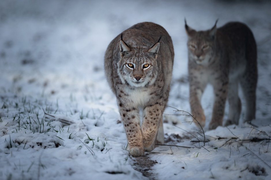 Lynx ANAMUN