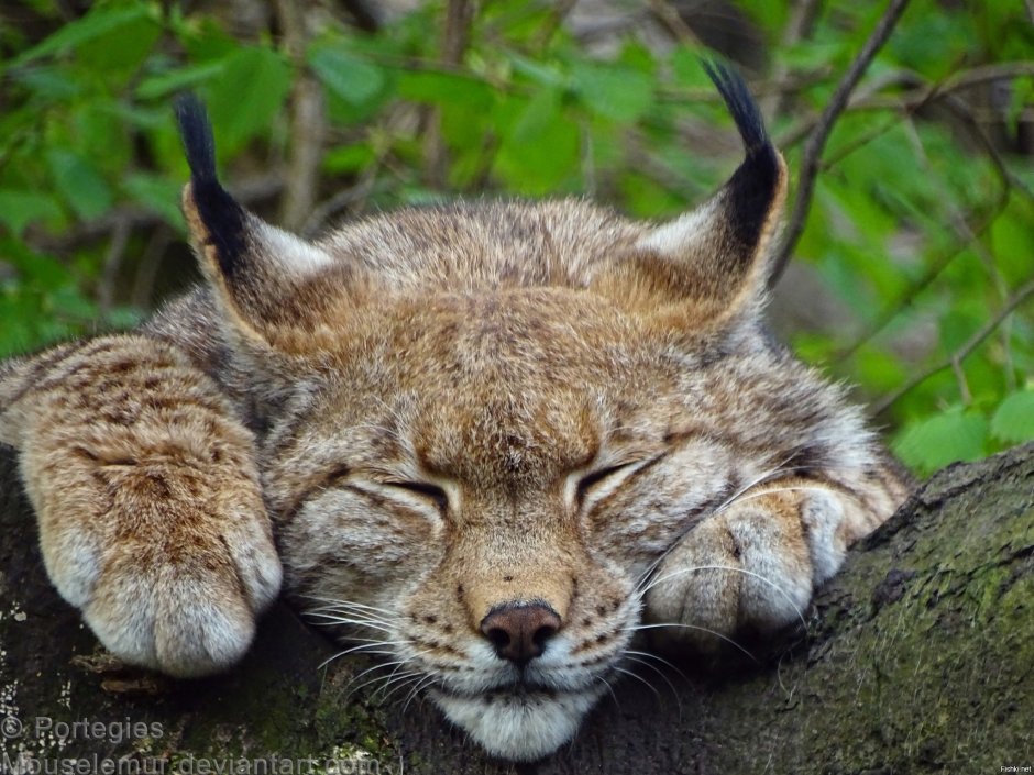 Кошка Камчатская Рысь