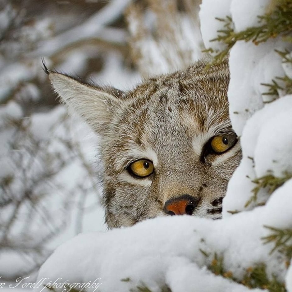 Рысь обыкновенная Lynx Lynx Linnaeus, 1758