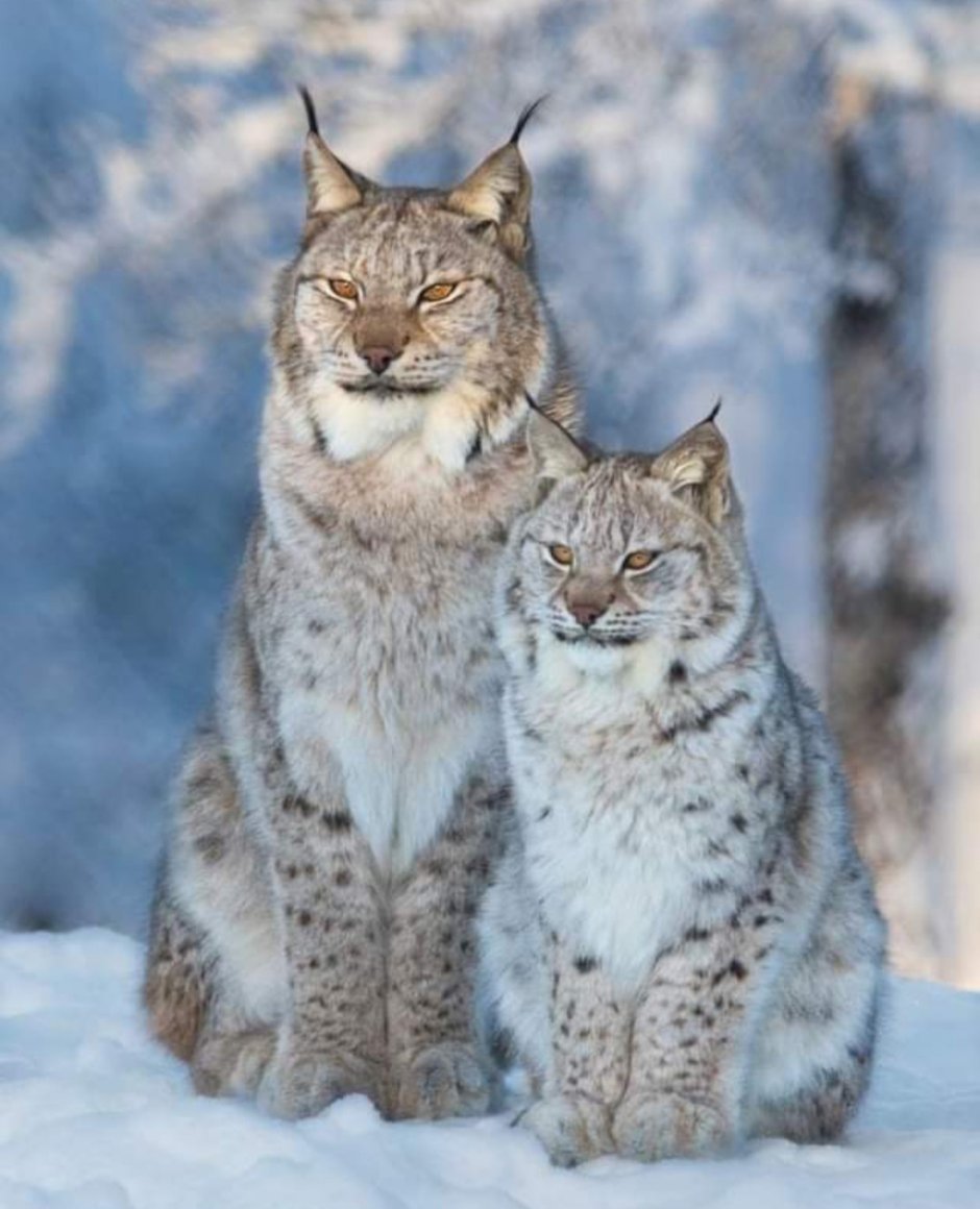 Сибирская кошка Рысь