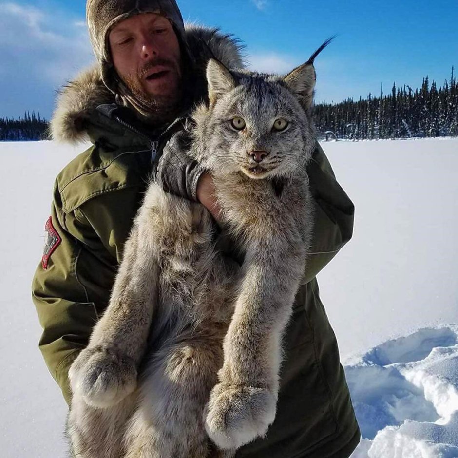 Пухлая Рысь