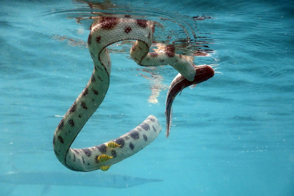 Коротконосая морская змея