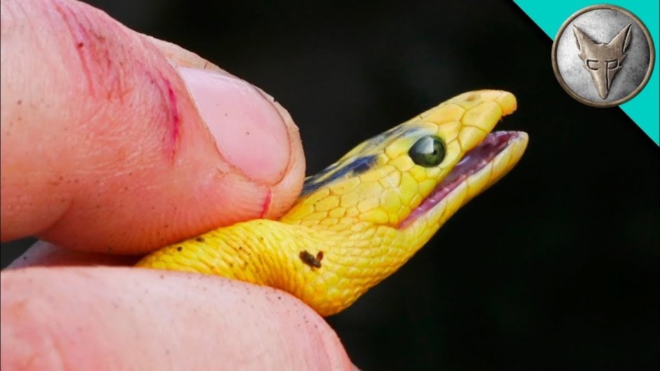 Желтобрюхий полоз (Dolichophis caspius)