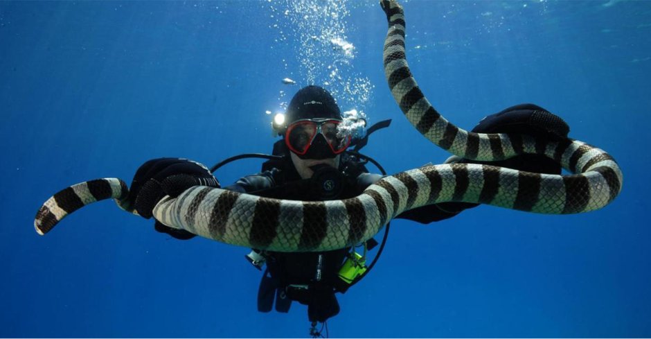 Hydrophis belcheri