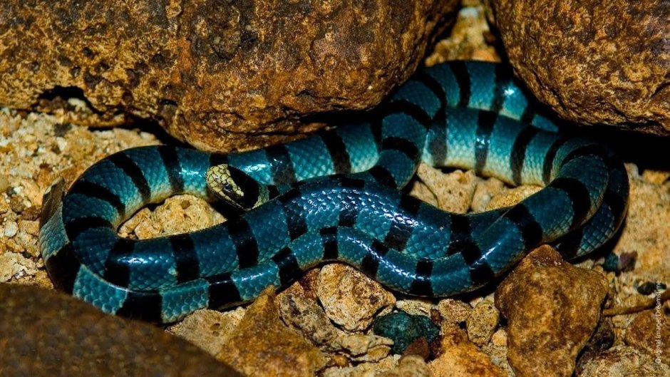 Thamnophis Radix