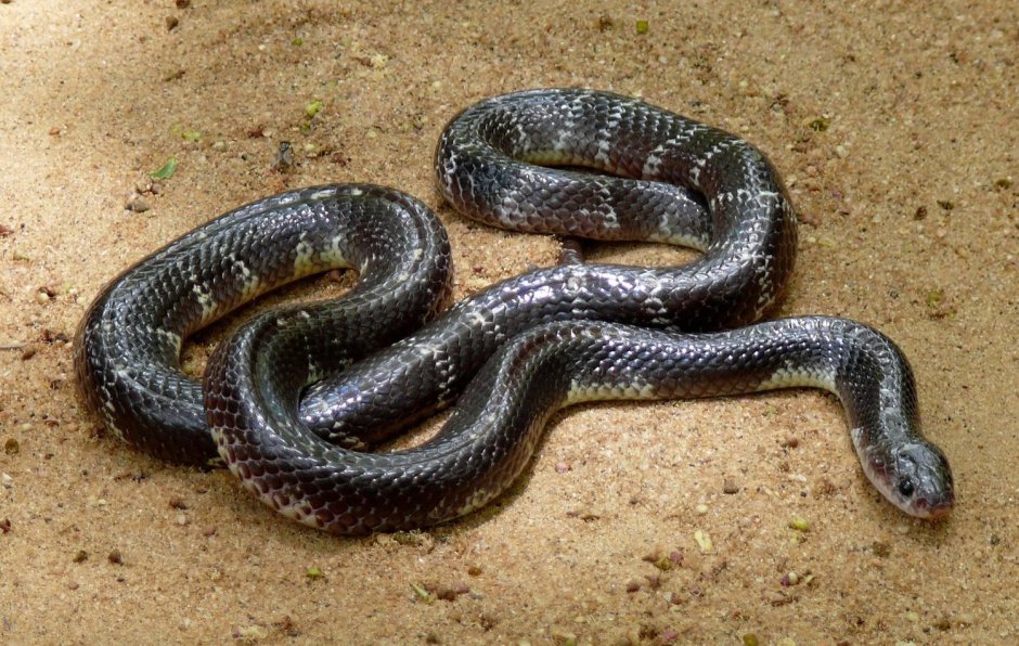 Snake Island Black Sea